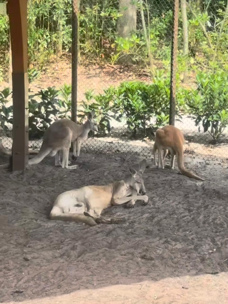 Cangurus australianos no habitat Jumping Junction, atração da Conservation Station no Disney’s Animal Kingdom que complementa a experiência Bluey’s Wild World.