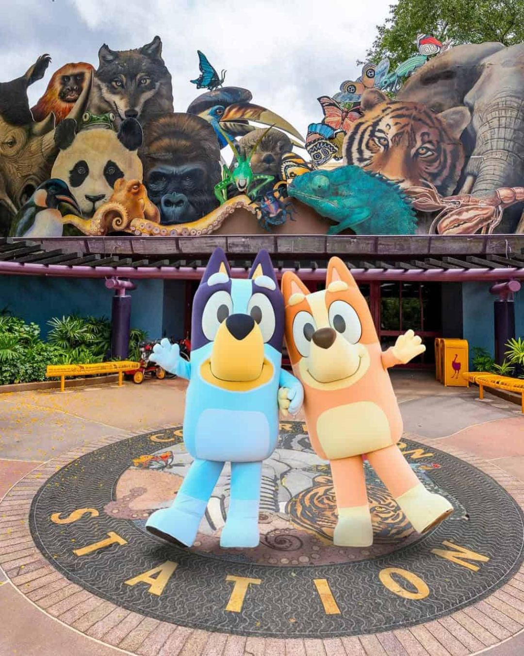 Bluey e Bingo no Disney’s Animal Kingdom em Orlando durante estreia da experiência Bluey’s Wild World em 2026